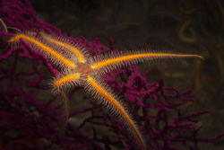 One of a million surrounding Ophiothrix spiculata climbed... by Craig Hoover 